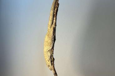 Geckos kaufen und verkaufen Photo: 1.1 Eurydactylodes occidentalis 