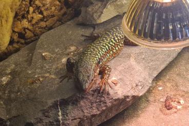 Lizards kaufen und verkaufen Photo: Looking for Podarcis siculus medemi female