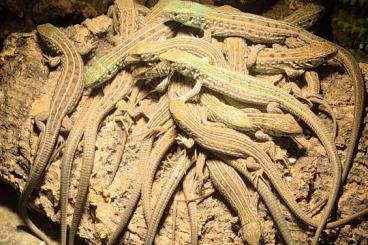 Echsen  kaufen und verkaufen Foto: Lacerta agilis exigua CB2025