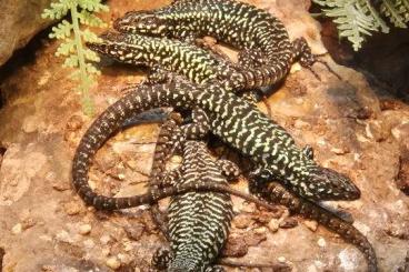 Echsen kaufen und verkaufen Foto: Podarcis muralis nigriventris breeding group Echsen kaufen und verkaufen Foto: Podarcis muralis nigriventris breeding group