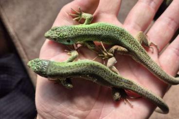 Lizards kaufen und verkaufen Photo: Lacerta schreiberi x bilineata couple Lizards kaufen und verkaufen Photo: Lacerta schreiberi x bilineata couple
