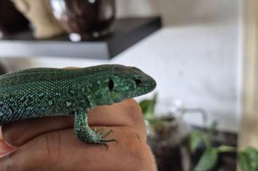 Echsen  kaufen und verkaufen Foto: Beautiful couple Lacerta agilis exigua