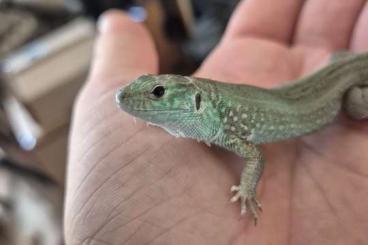 Lizards kaufen und verkaufen Photo: Couple Lacerta exigua boemica