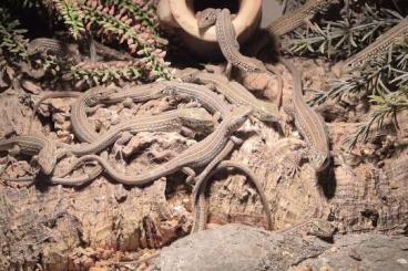 Lizards kaufen und verkaufen Photo: Lacerta agilis exigua x Lacerta agilis boemica Lizards kaufen und verkaufen Photo: Lacerta agilis exigua x Lacerta agilis boemica