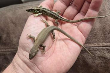 Echsen kaufen und verkaufen Foto: Young couple Lacerta agilis agilis CB2024 Echsen kaufen und verkaufen Foto: Young couple Lacerta agilis agilis CB2024