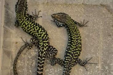 Echsen kaufen und verkaufen Photo: Podarcis muralis nigriventris (Rome) Echsen kaufen und verkaufen Photo: Podarcis muralis nigriventris (Rome)