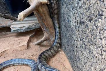 Schlangen kaufen und verkaufen Foto: 1.0 Schwarzkopfpython (Aspidites melanocephalus)