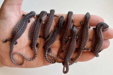 Lizards kaufen und verkaufen Photo: Lanthanotus borneensis & Uromastyx ocellata CB22