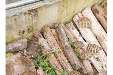 Tortoises kaufen und verkaufen Photo: Griechische Landschildkröten 