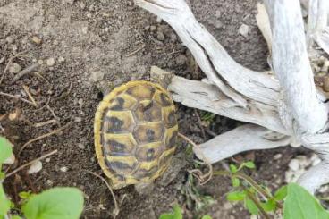 Landschildkröten kaufen und verkaufen Foto: Griechische Landschildkröten der Ostrasse