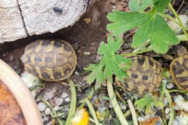 Tortoises kaufen und verkaufen Photo: Griechische Landschildkröten der Ostrasse