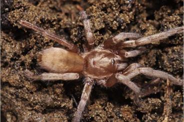 Spinnen und Skorpione kaufen und verkaufen Foto: Suche Ischnocolus valentinus