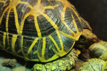 Tortoises kaufen und verkaufen Photo: Geocholone elegans 2.0 for sale houten Tortoises kaufen und verkaufen Photo: Geocholone elegans 2.0 for sale houten
