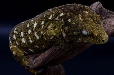 Geckos kaufen und verkaufen Foto: Rhacodactylus leachianus Bayonnaise 