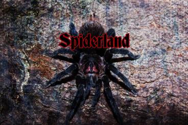 Spinnen und Skorpione kaufen und verkaufen Foto: Availability of spiders from Italy