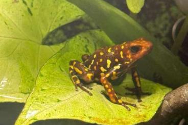 Poison dart frogs kaufen und verkaufen Photo: 1.0 Oophaga Histrionica large red head Tesoro import 2023