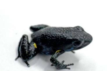 Poison dart frogs kaufen und verkaufen Photo: Biete für die Froschbörse Rüsselsheim 0.0.6 Ameerega ingeri Poison dart frogs kaufen und verkaufen Photo: Biete für die Froschbörse Rüsselsheim 0.0.6 Ameerega ingeri