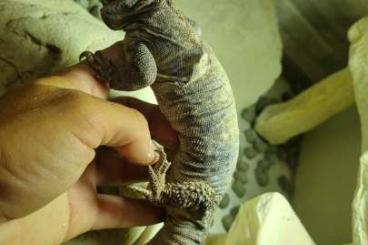 Echsen  kaufen und verkaufen Foto: Vendo Uromastyx philbiyi 