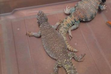 Echsen  kaufen und verkaufen Foto: Venta pareja uromastyx ornata