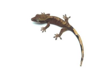 Geckos kaufen und verkaufen Foto: Hybrid Ciliatus & Sarasinorum Zum Verkauf