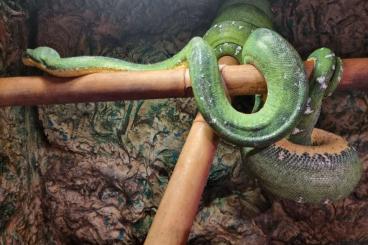 Snakes kaufen und verkaufen Photo: Corallus caninus batesii 1.0 Snakes kaufen und verkaufen Photo: Corallus caninus batesii 1.0