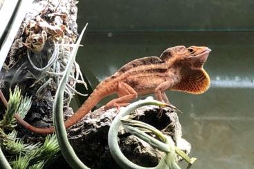 other lizards kaufen und verkaufen Photo: Anolis sagrei - Rote Farbform - abzugeben