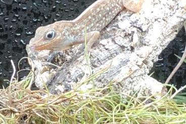 andere Echsen kaufen und verkaufen Foto: Anolis sagrei- Rote Farbmorphe - abzugeben