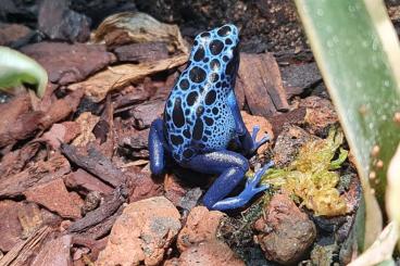 Pfeilgiftfrösche kaufen und verkaufen Foto: Dendrobatis tinctorius verschiedene Arten 