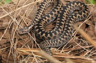 Venomous snakes kaufen und verkaufen Photo: Vipera berus Kreuzotter adult