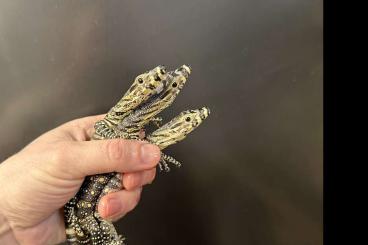 Warane kaufen und verkaufen Foto: Varanus varius Lace monitor