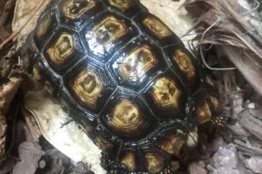 Landschildkröten kaufen und verkaufen Foto: 1.1 Long Term Captive Kinixys Spekii