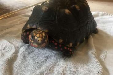 Tortoises kaufen und verkaufen Photo: 1.2 Red Foots Adults/Sub-Adults