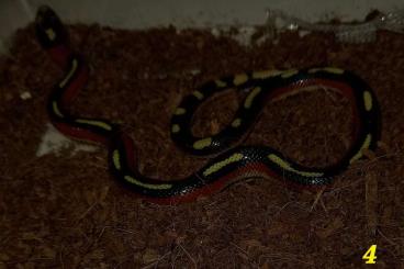 Nattern ungiftige kaufen und verkaufen Foto: Lampropeltis polyzona sinaloe Nattern ungiftige kaufen und verkaufen Foto: Lampropeltis polyzona sinaloe