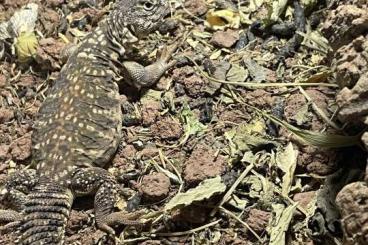 Lizards kaufen und verkaufen Photo: Uromastyx geyri female, Uromastyx flavifasciata 