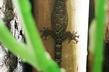 Geckos kaufen und verkaufen Photo: Lepidodactylus lugubris aus eigener Nachzucht Geckos kaufen und verkaufen Photo: Lepidodactylus lugubris aus eigener Nachzucht