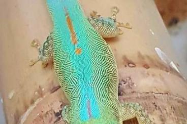 Geckos kaufen und verkaufen Photo: Phelsuma inexpectata, robertmertensi, Lepidodactylus lugubris
