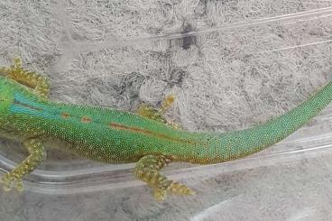 Geckos kaufen und verkaufen Foto: Phelsuma inexpectata, Phelsuma robertmertensi, Phelsuma quadriocellata