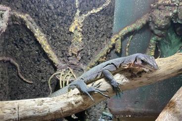 Monitor lizards kaufen und verkaufen Photo: Varanus jobiensis unbestimmt Monitor lizards kaufen und verkaufen Photo: Varanus jobiensis unbestimmt