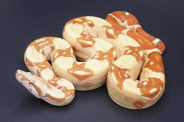 Boas kaufen und verkaufen Foto: Boa constrictor morphs: VPI, Key West, Anery, Leopard Boas kaufen und verkaufen Foto: Boa constrictor morphs: VPI, Key West, Anery, Leopard