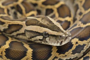 Schlangen kaufen und verkaufen Photo: Python Bivittatus Normal/Hypo Schlangen kaufen und verkaufen Photo: Python Bivittatus Normal/Hypo