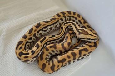 Schlangen kaufen und verkaufen Photo: Python Bivittatus CARAMEL LABYRINTH Schlangen kaufen und verkaufen Photo: Python Bivittatus CARAMEL LABYRINTH
