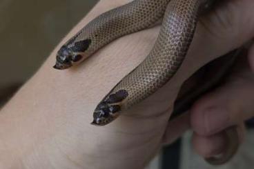 Schlangen kaufen und verkaufen Foto: Hognose snake/Heterodon Nasicus Schlangen kaufen und verkaufen Foto: Hognose snake/Heterodon Nasicus