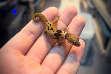 Lizards kaufen und verkaufen Photo: September Hamm. . Lizards kaufen und verkaufen Photo: September Hamm. .
