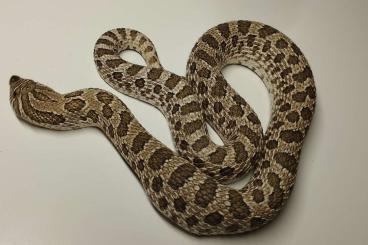 Schlangen kaufen und verkaufen Foto: Heterodon nasicus - Arctic