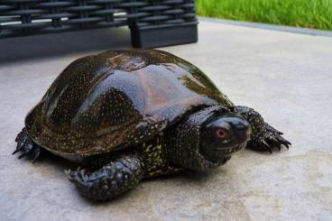 Schildkröten  kaufen und verkaufen Foto: Europäische Sumpfschildkröten