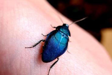 Insekten kaufen und verkaufen Foto: Biete: Eucorydia yasumatsui