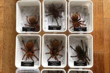 Spinnen und Skorpione kaufen und verkaufen Foto: Theraphosa apophysis - adult females CB2016