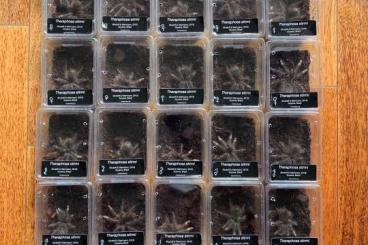 Spinnen und Skorpione kaufen und verkaufen Foto: Theraphosa stirmi - pairs