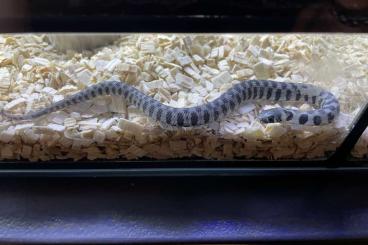 Snakes kaufen und verkaufen Photo: Natrix natrix schweizeri (Milos-Ringelnatter)