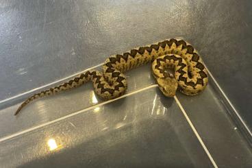 Snakes kaufen und verkaufen Photo: Vipera ammodytes, Vipera seoanei (ENZ 24&25) Snakes kaufen und verkaufen Photo: Vipera ammodytes, Vipera seoanei (ENZ 24&25)